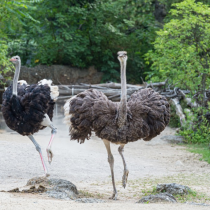 Straussenpaar aus Sempach rockt die Afrikaanlage im Zoo Basel