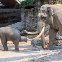 Ein sanfter Riese – Der Asiatische Elefantenbulle Maxi wird fünfzig Jahre alt