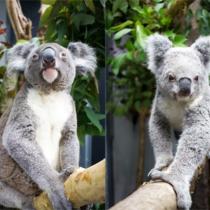 Zwei neue Koalas aus Australien und sechs Quolls im Zoo Leipzig