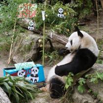 Panda Yuan Yuan feiert 20. Geburtstag im Tiergarten Schönbrunn