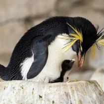 Flaumiger Pinguin-Nachwuchs im Tiergarten Schönbrunn