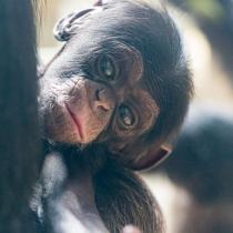 Die Neuen in der Schimpansen-Gruppe vom Zoo Basel